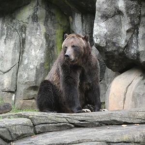 Brown Bear