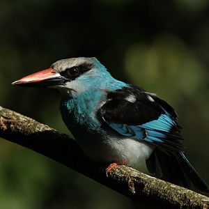 Blue-breasted Kingfisher (Halcyon Malimbica)