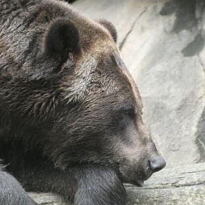Brown Bear at the North Carolina Zoo