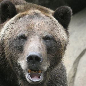 Brown Bear at the North Carolina Zoo