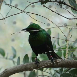 Emerald Starling at the North Carolina Zoo