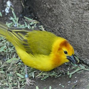 Taveta Golden Weaver at the North Carolina Zoo