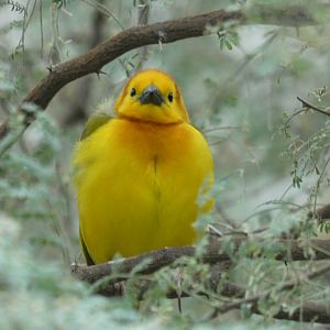 Taveta Golden Weaver at the North Carolina Zoo