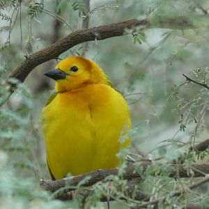 Taveta Golden Weaver at the North Carolina Zoo