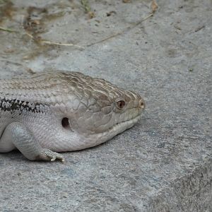 Blue-tongued Skink