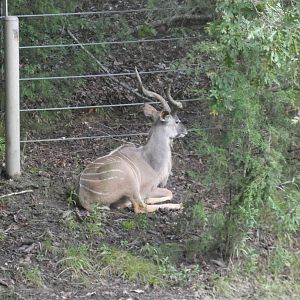 Male Greater Kudu at the North Carolina Zoo