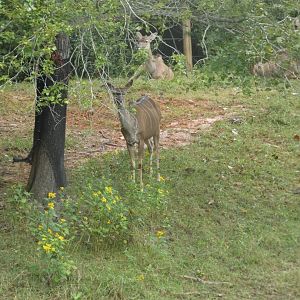 Greater Kudu at the North Carolina Zoo