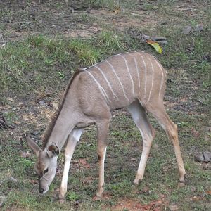 Greater Kudu at the North Carolina Zoo