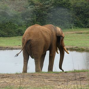 African Elephant