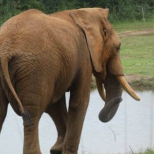 African Elephant