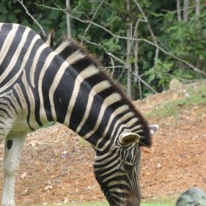 Zebra at the North Carolina Zoo