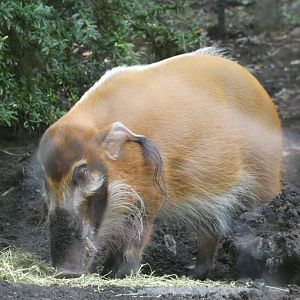 Red River Hog