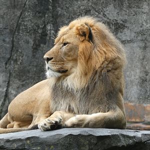 African Lion