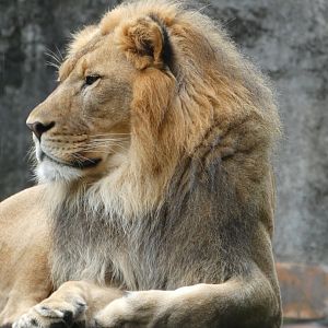 African Lion