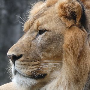 African Lion