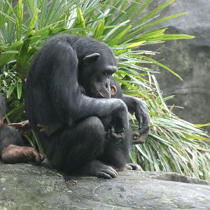 Chimpanzee with young