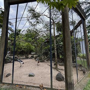 Crowned Crane + African Grey Parrot Aviary