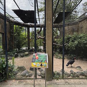 Ground Hornbill Aviary