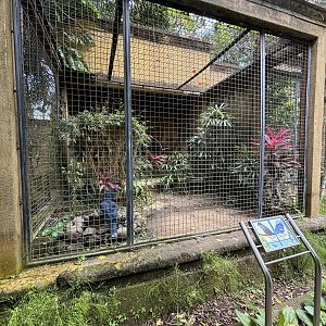 Pesquet’s Parrot + Victoria Crowned Pigeon Aviary