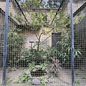 Greater Coucal Aviary