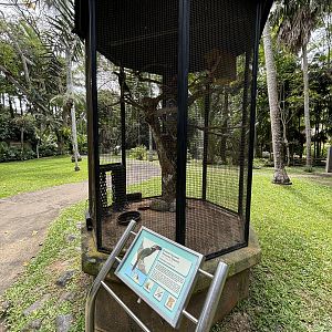 Guianan Toucanet Aviary