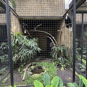 Wreathed Hornbill Aviary