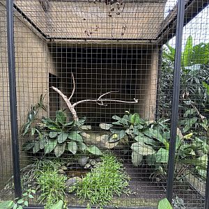 Sumba Wreathed Hornbill Aviary