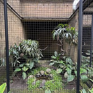 Sulawesi Tarictic Hornbill Aviary