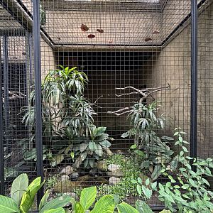 Oriental Pied Hornbill Aviary