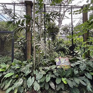 Rhinoceros Hornbill Aviary