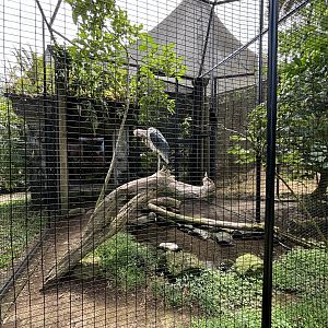 Marabou Stork + Oriental Darter Aviary