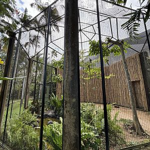 Javan Hawk Eagle Aviary
