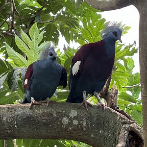 Papua Aviary