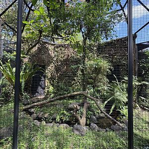 Common Green Magpie Aviary