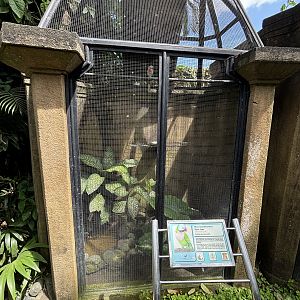Moustached Parakeet Aviary