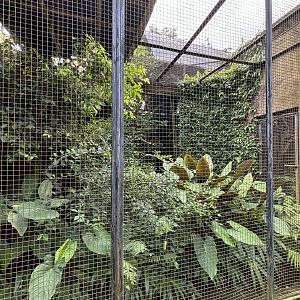 King Bird of Paradise Aviary #1