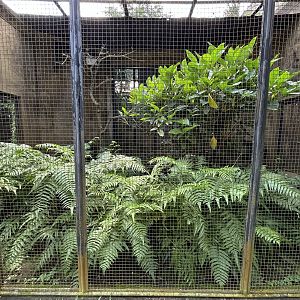 Red Bird of Paradise Aviary