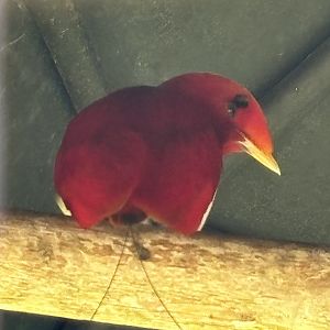 King Bird of Paradise