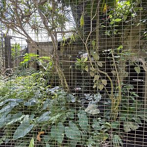 Lesser Bird of Paradise Aviary #1