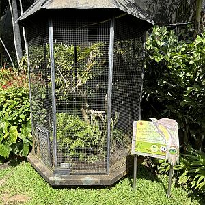 Lesser Bird of Paradise Aviary #2