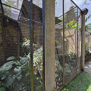 Greater Bird of Paradise Aviary
