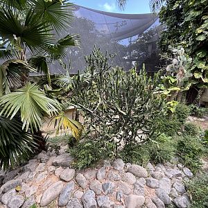 Komodo Dragon Exhibit #2