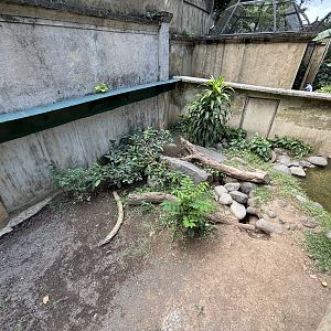 Komodo Dragon Exhibit #1