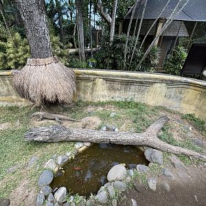 Komodo Dragon Exhibit #3