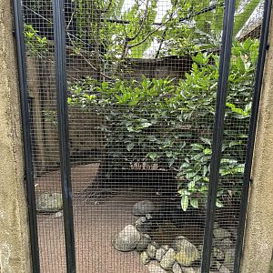 Maleo + Asian Koel Aviary