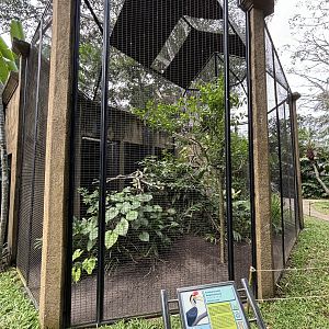 Knobbed Hornbill Aviary