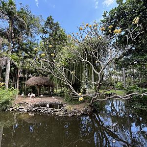 Greater Flamingo Exhibit