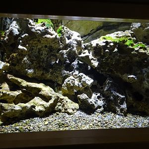 Tank for Panadian Goby