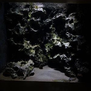 Tank for freshwater blenny