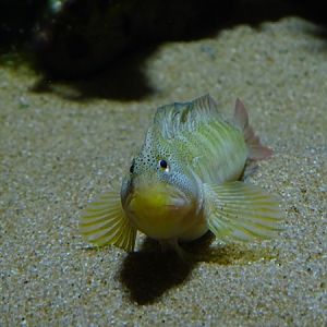 Freshwater blenny (Salariopsis fluviatilis)